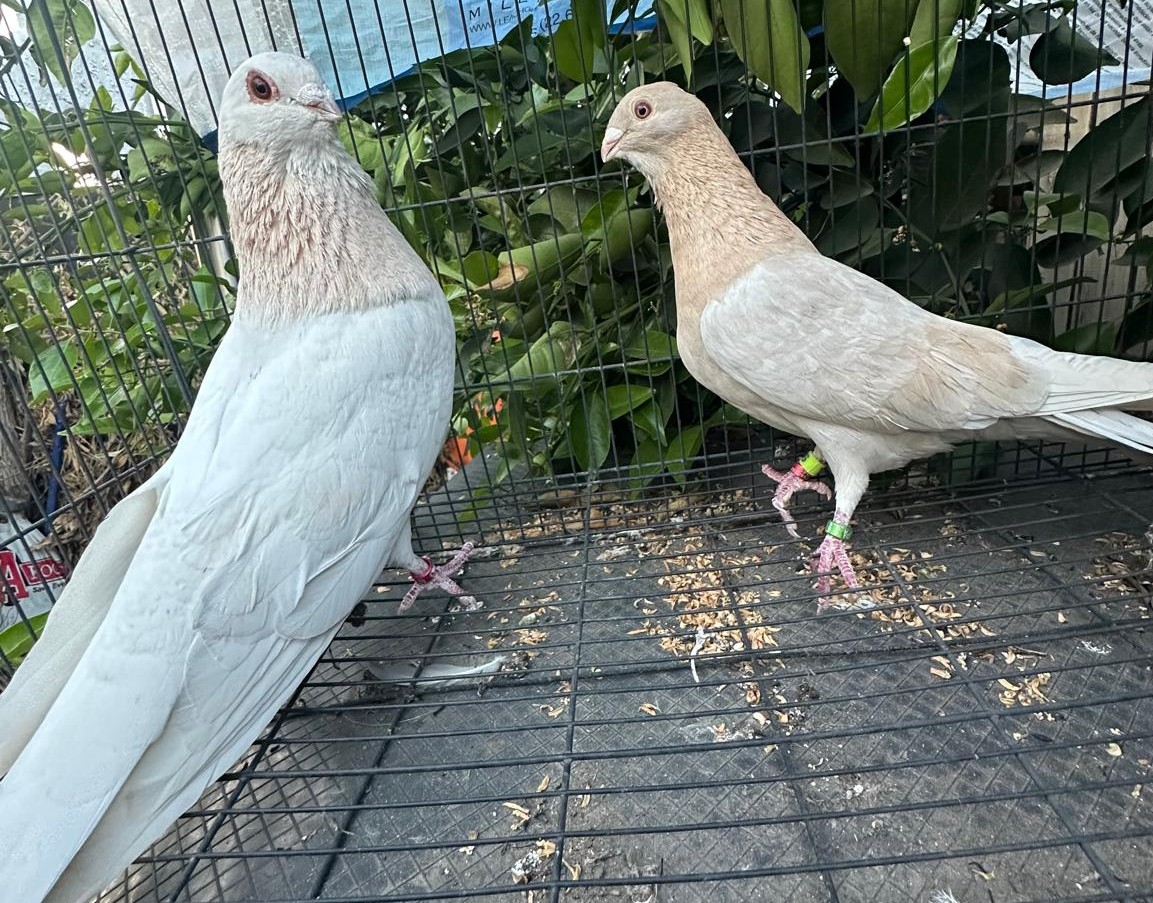 Egyptian Swift Couple 