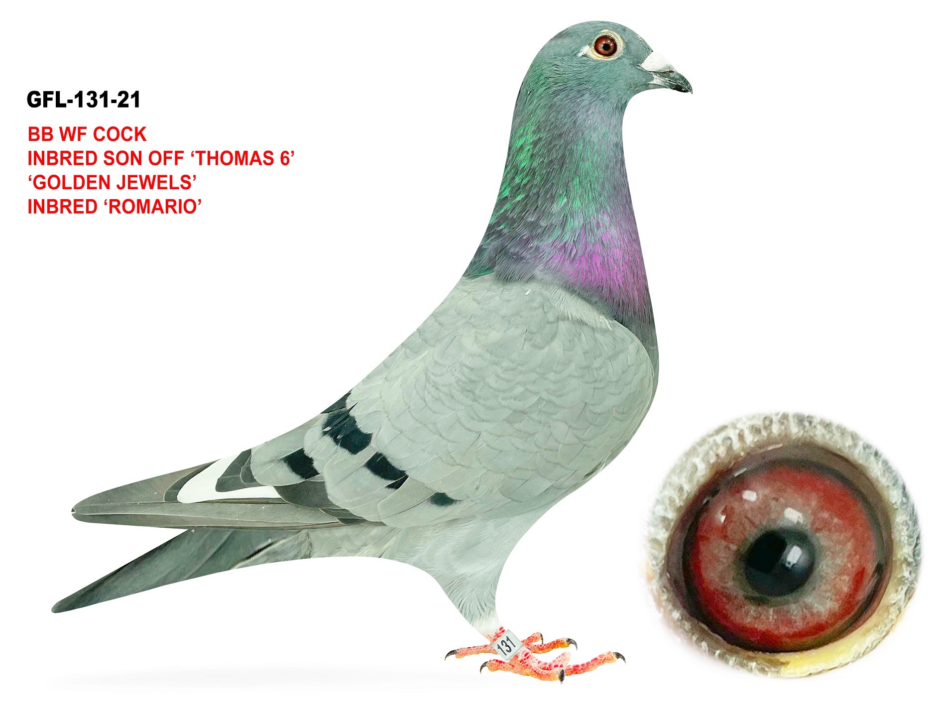 Now breeding at Timber Creek Loft