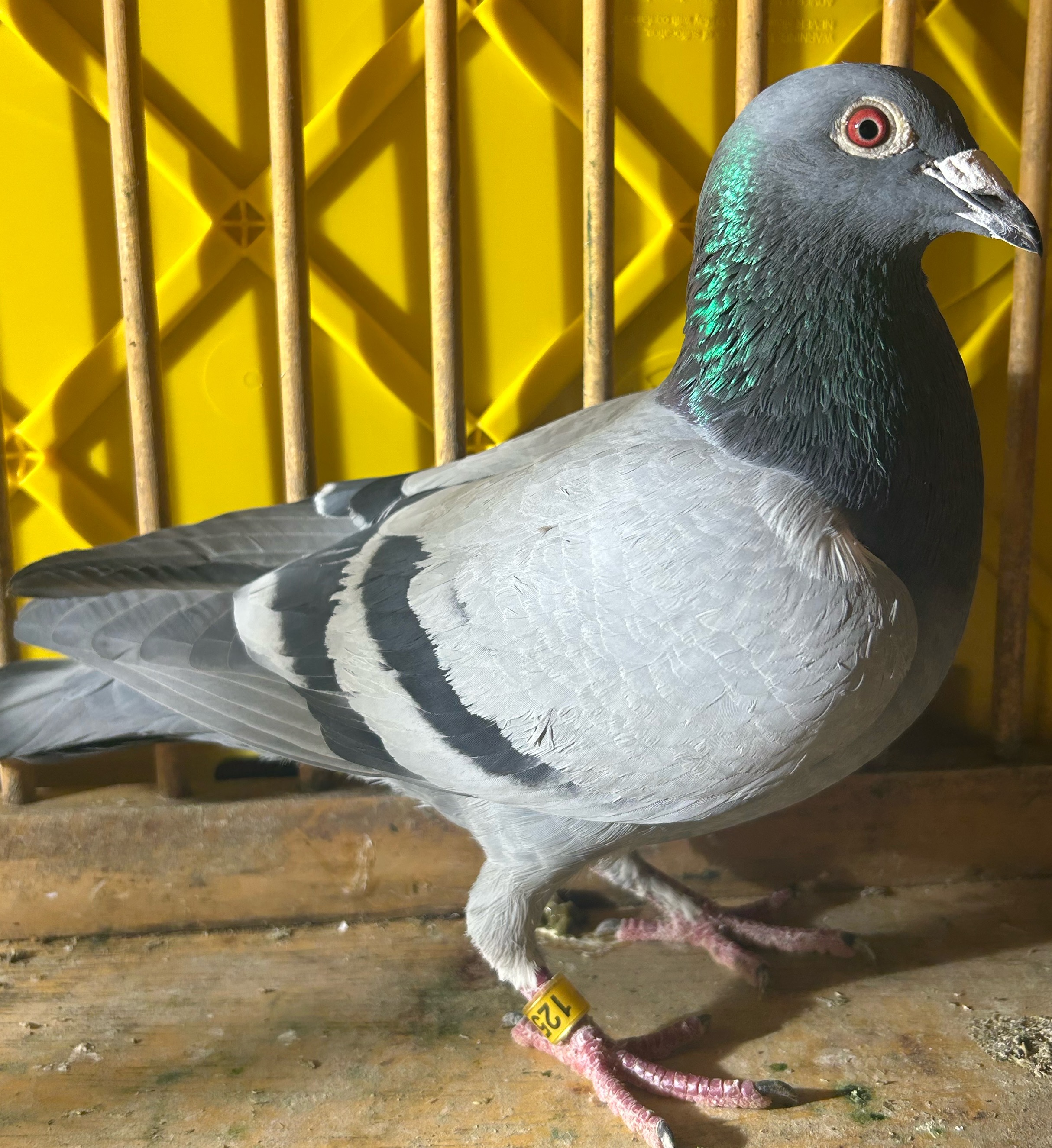 AU PETROFF 125 2025 “Jackson”