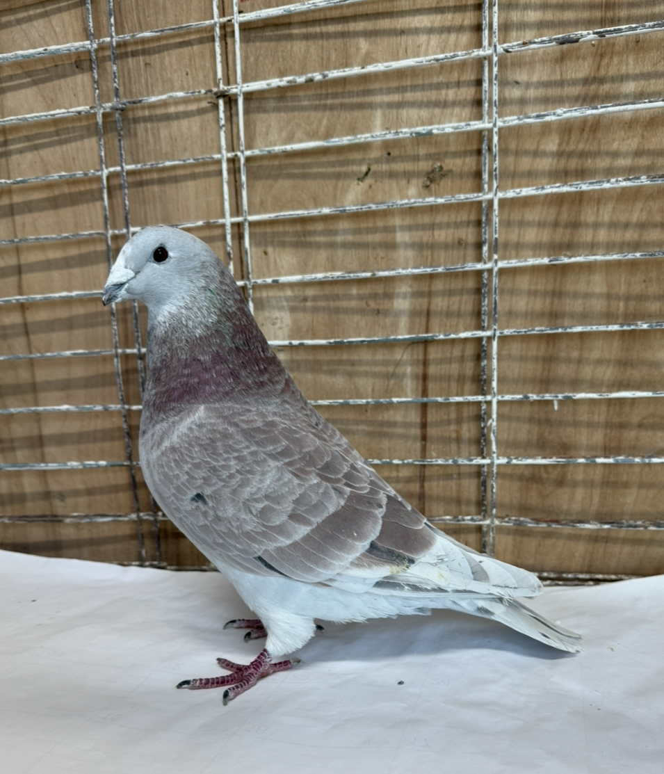 Show Quality red Splash cock 