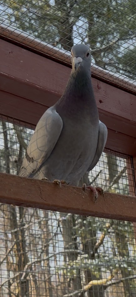 2025 inbred Porsche / Thomas 6 