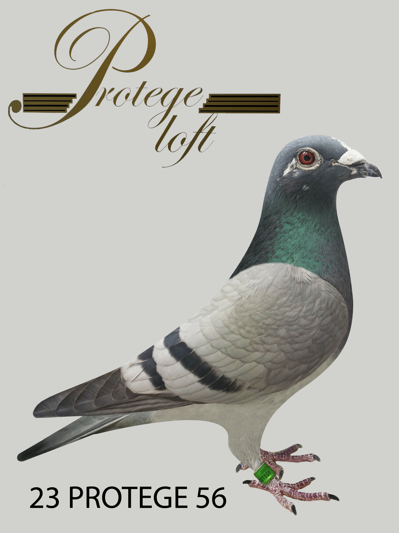 23 PROTEGE 56 - BLUE BAR - COCK