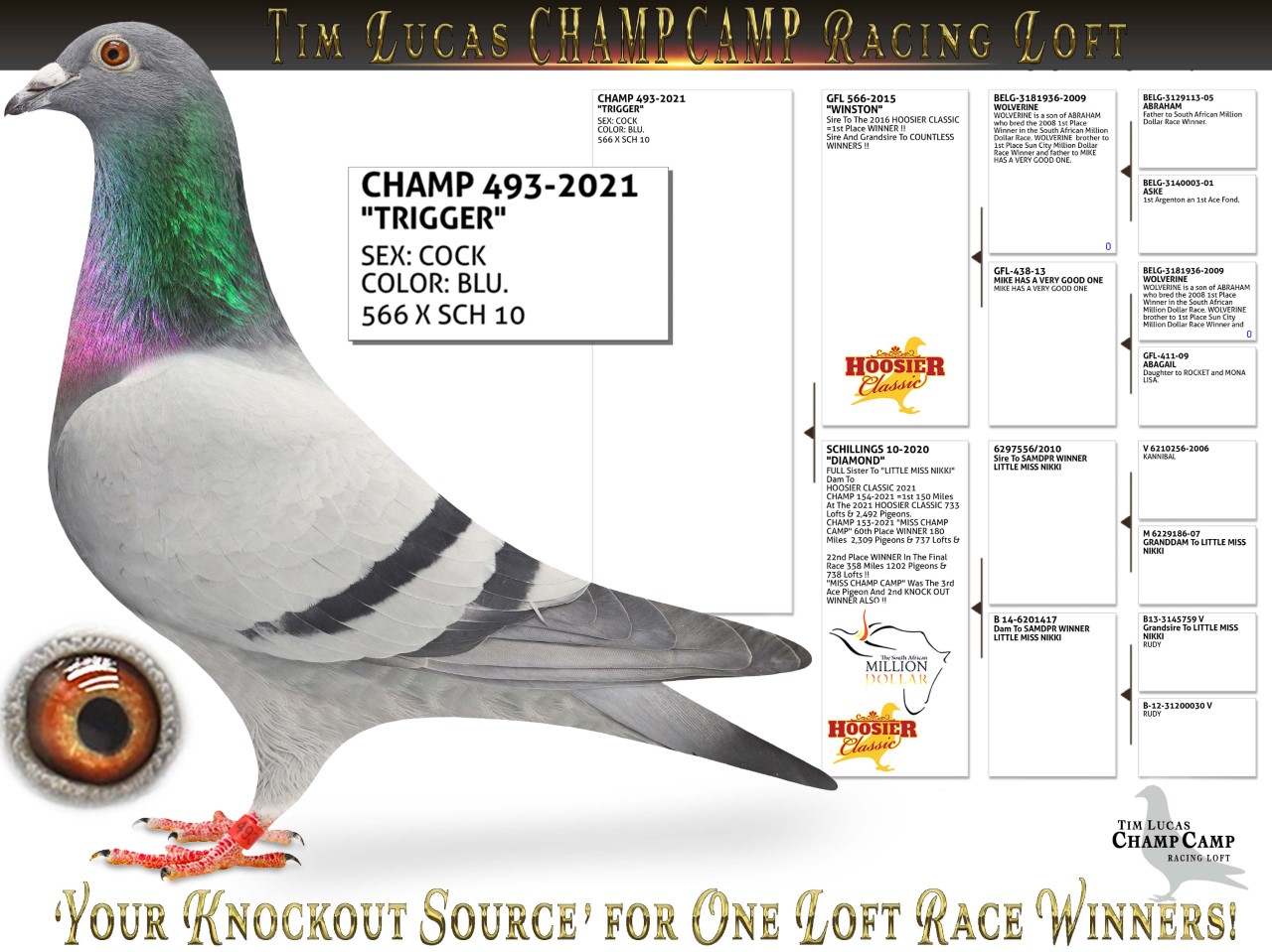 CHAMP 493-2021 "TRIGGER"