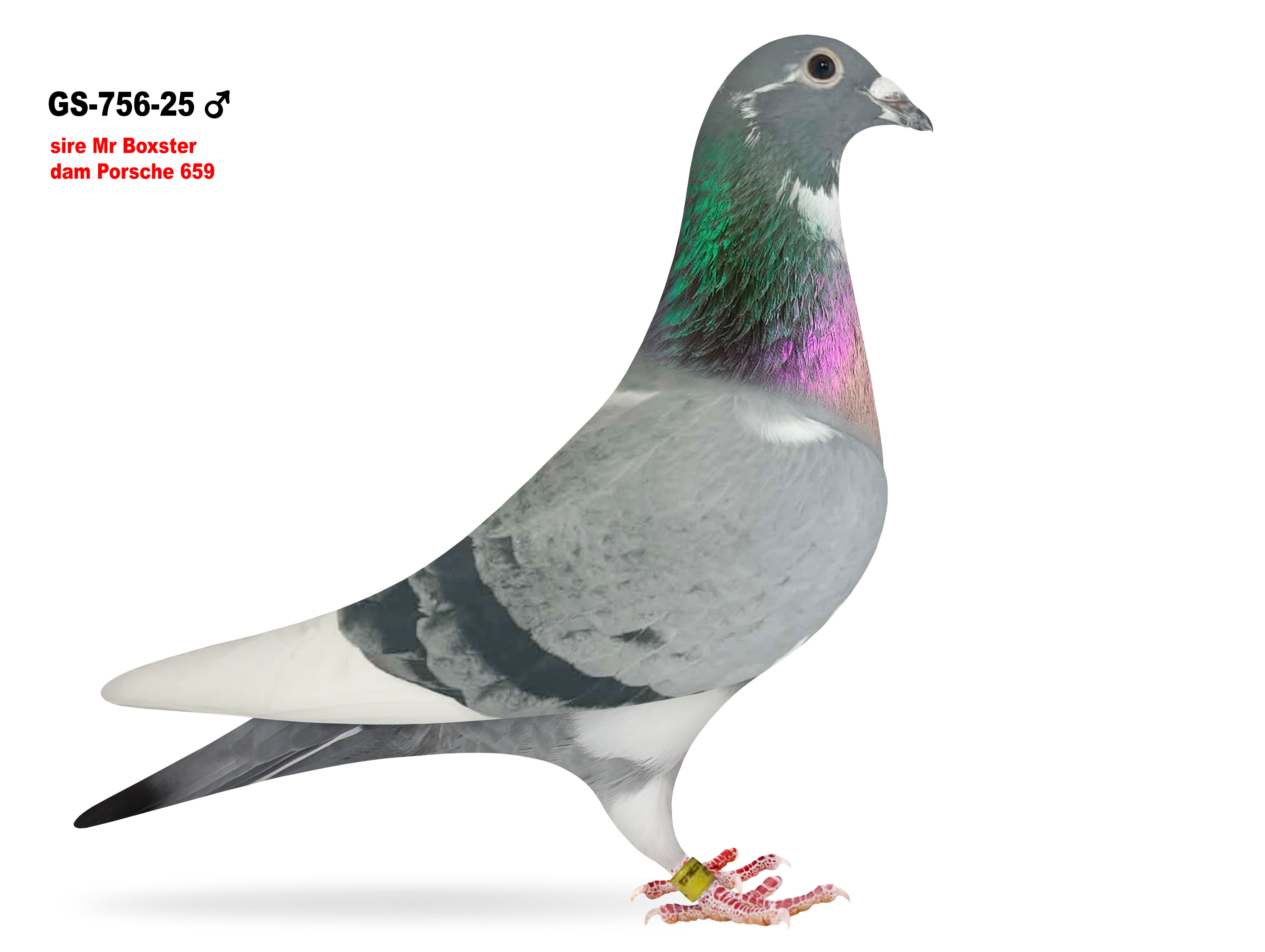 GS-756/25 Inbred Porsche cock 
