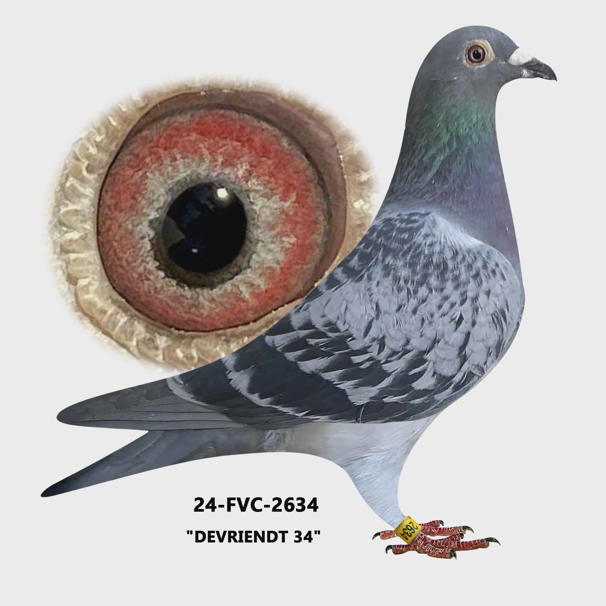 24-FVC-2634 Blue  Check Hen.