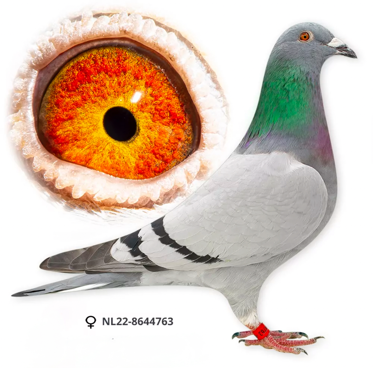 INBRED NATIONAL HARRY