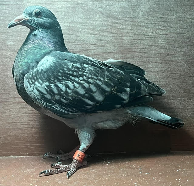 LATE HATCH OFF 2 IMPORTS