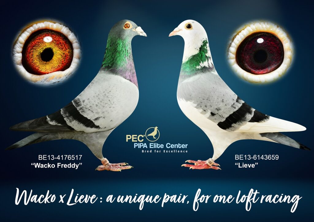 NL2024-8248582 "PORSCHE LADY" BLUE WHITEP. HEN