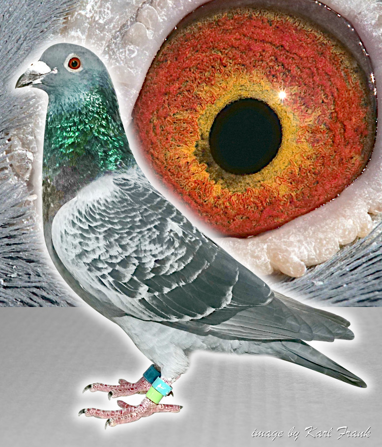 21 BELG 4153420 Blue Check Cock