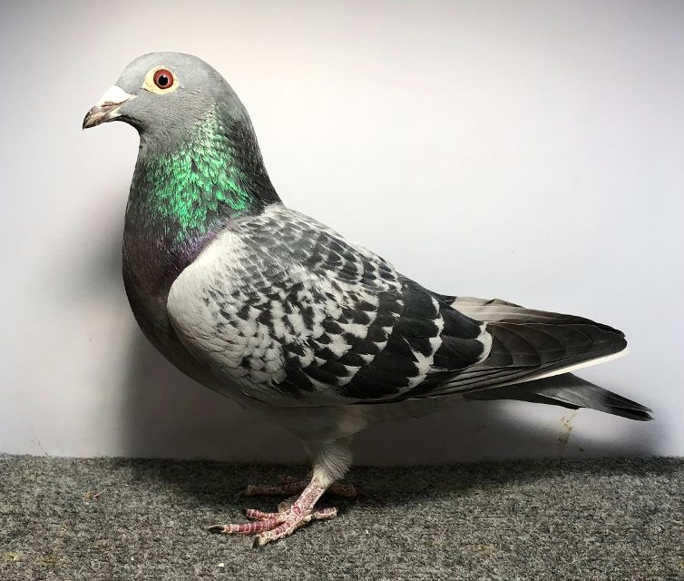 2409 WICK AU 2024 BC Hen