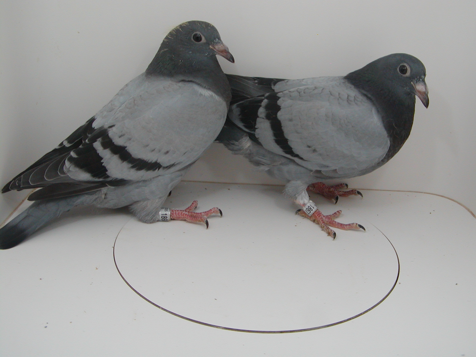 AU 25 JEDDS 1867 & #1868 2 FOR 1 SPECIAL