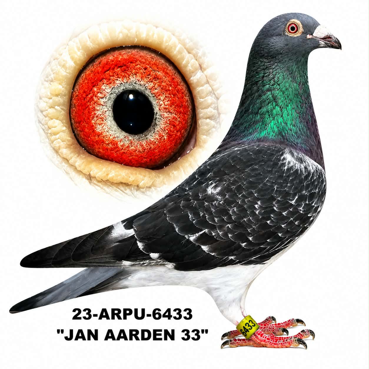 23-ARPU-6433 Dark Check Cock.