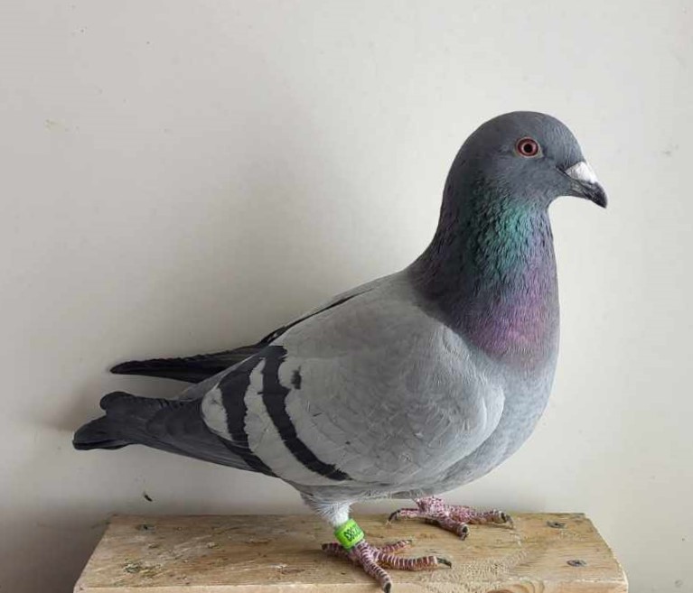 Prize Winning One Loft Racer