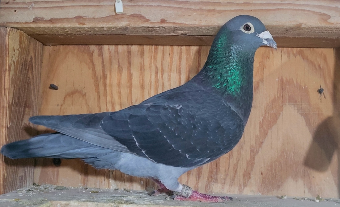 St. Anthony - Pure Detroit Bekaert Super Breeder Family Cock 