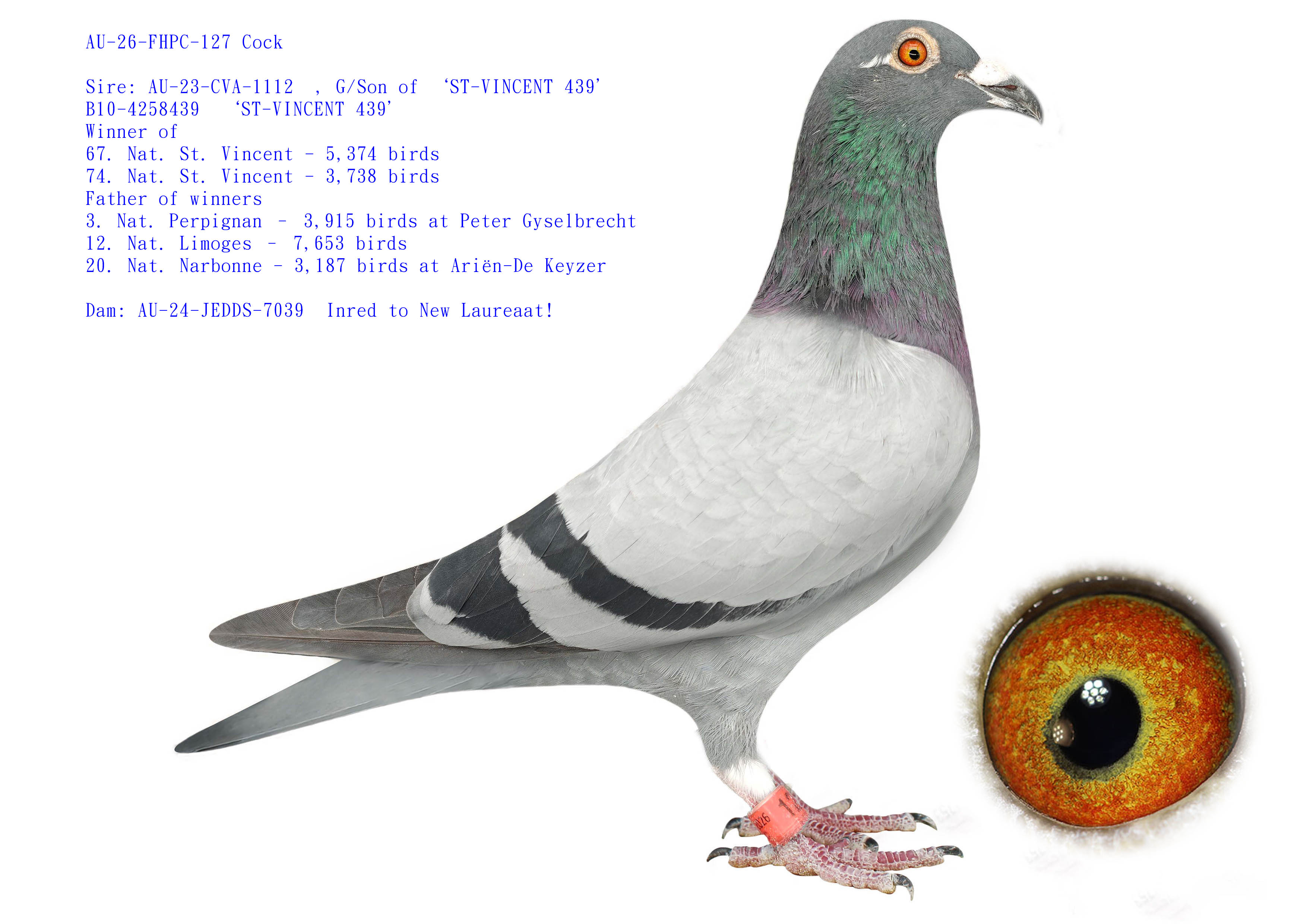 AU-26-FHPC-127 Cock  Top Barcelona Family  