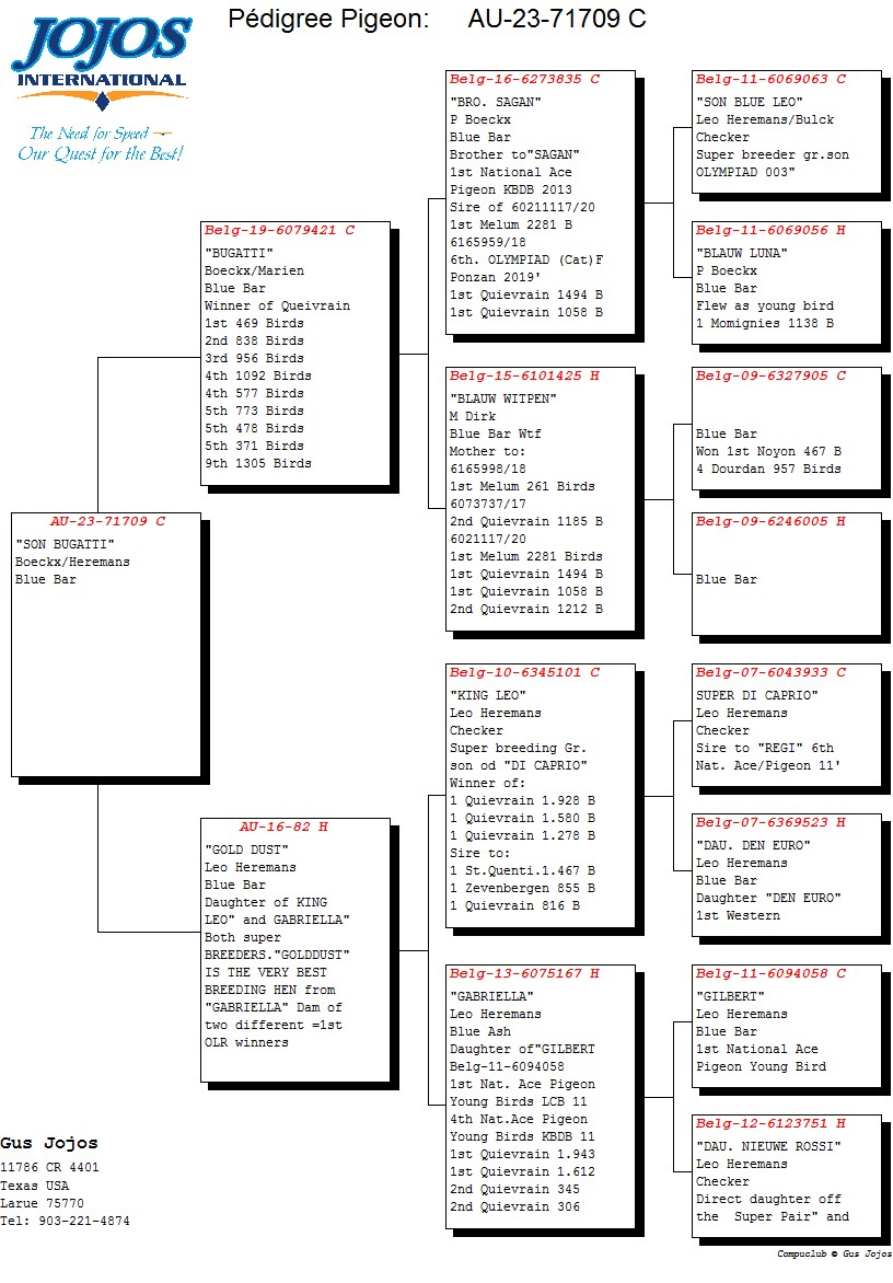 ipigeon-racing-pigeon-auction