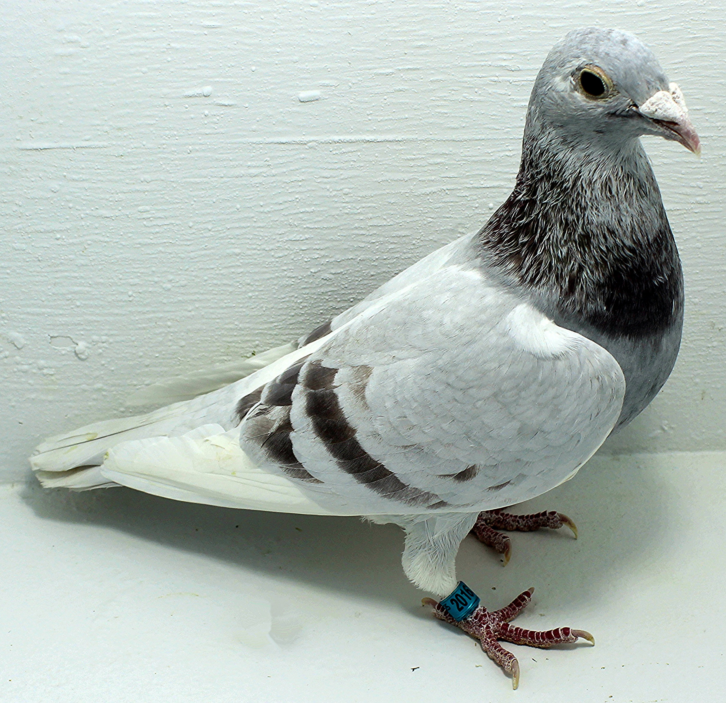 AU 20163 FOYS 2025 Pure Paul Sion