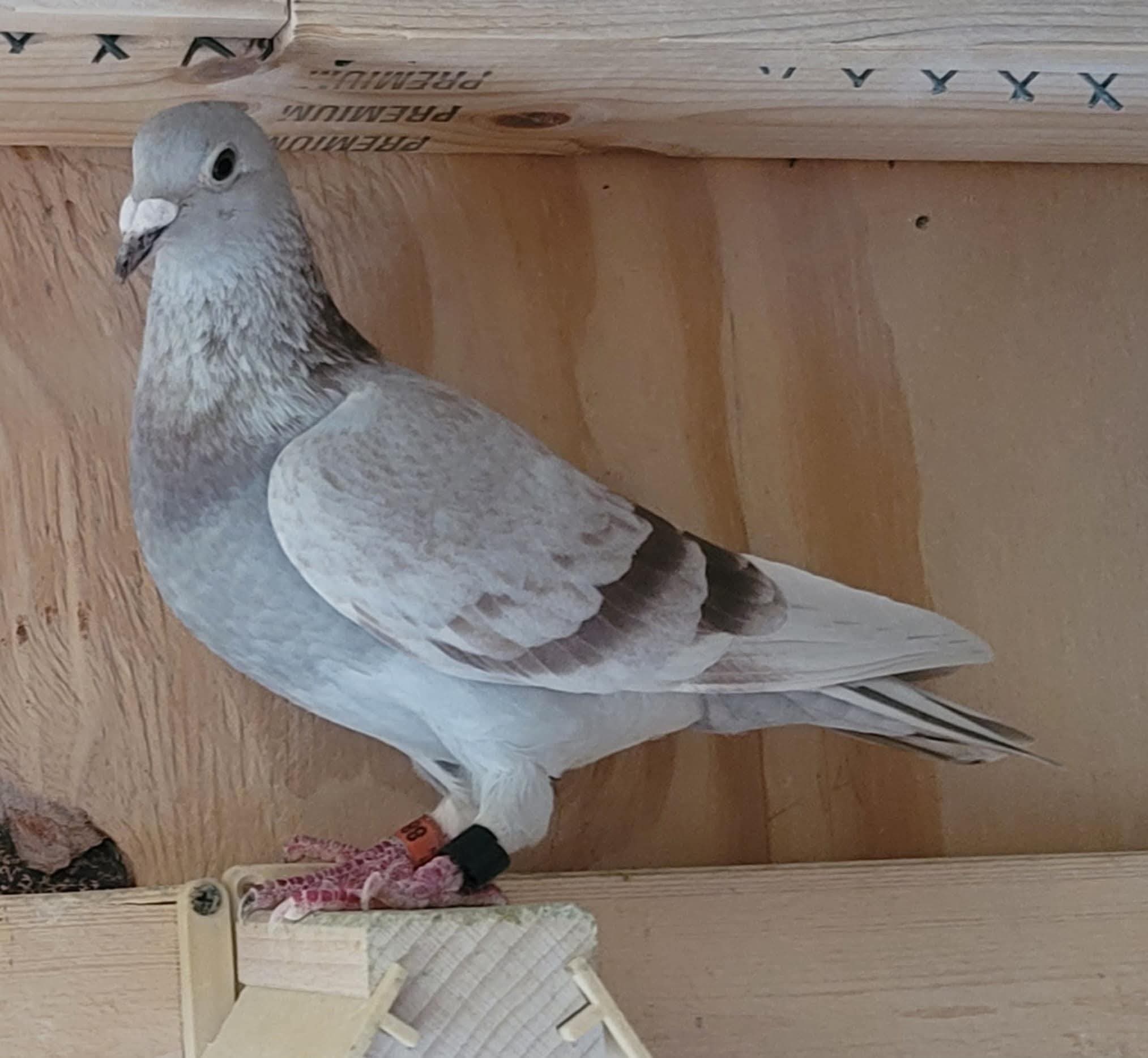AU21-Z&RMAN-88 Mealy Hen 