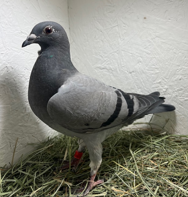 26-CDR-6902 Slate 26-CDR-6906 RedSPW