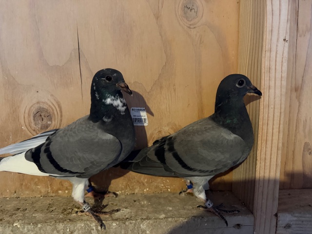 2026 NESTMATES - OFF GABY VANDENABEELE IMPORTS