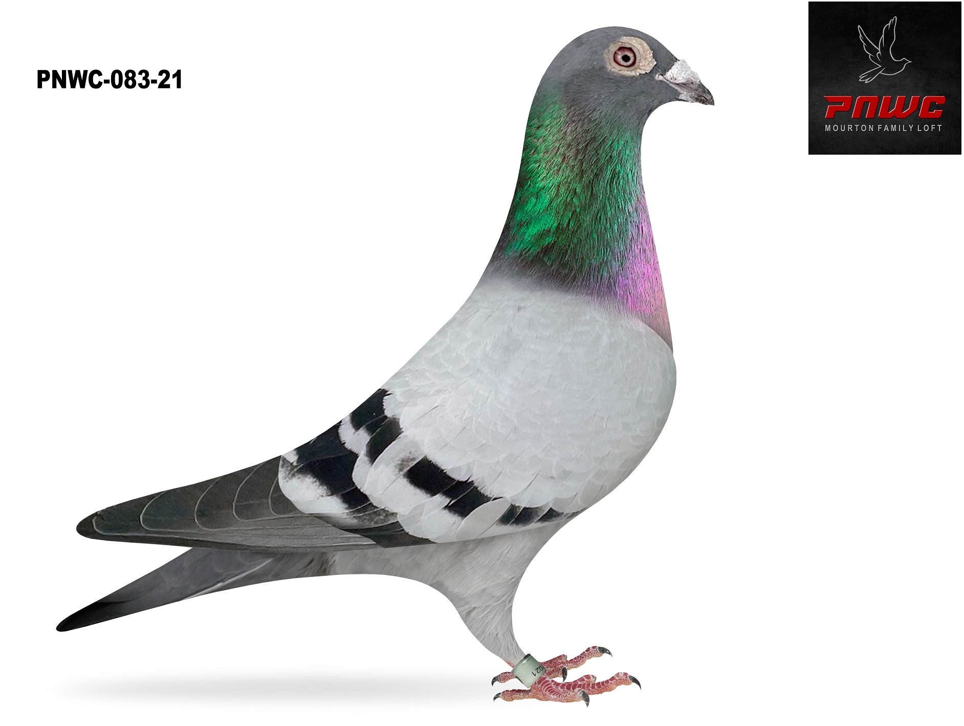PNWC-083-21 BB COCK