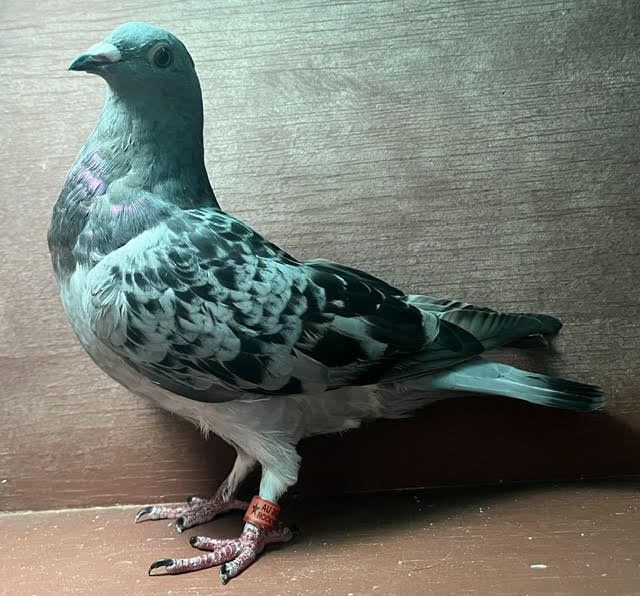 YOUNG BREEDING HEN OFF IMPORTS