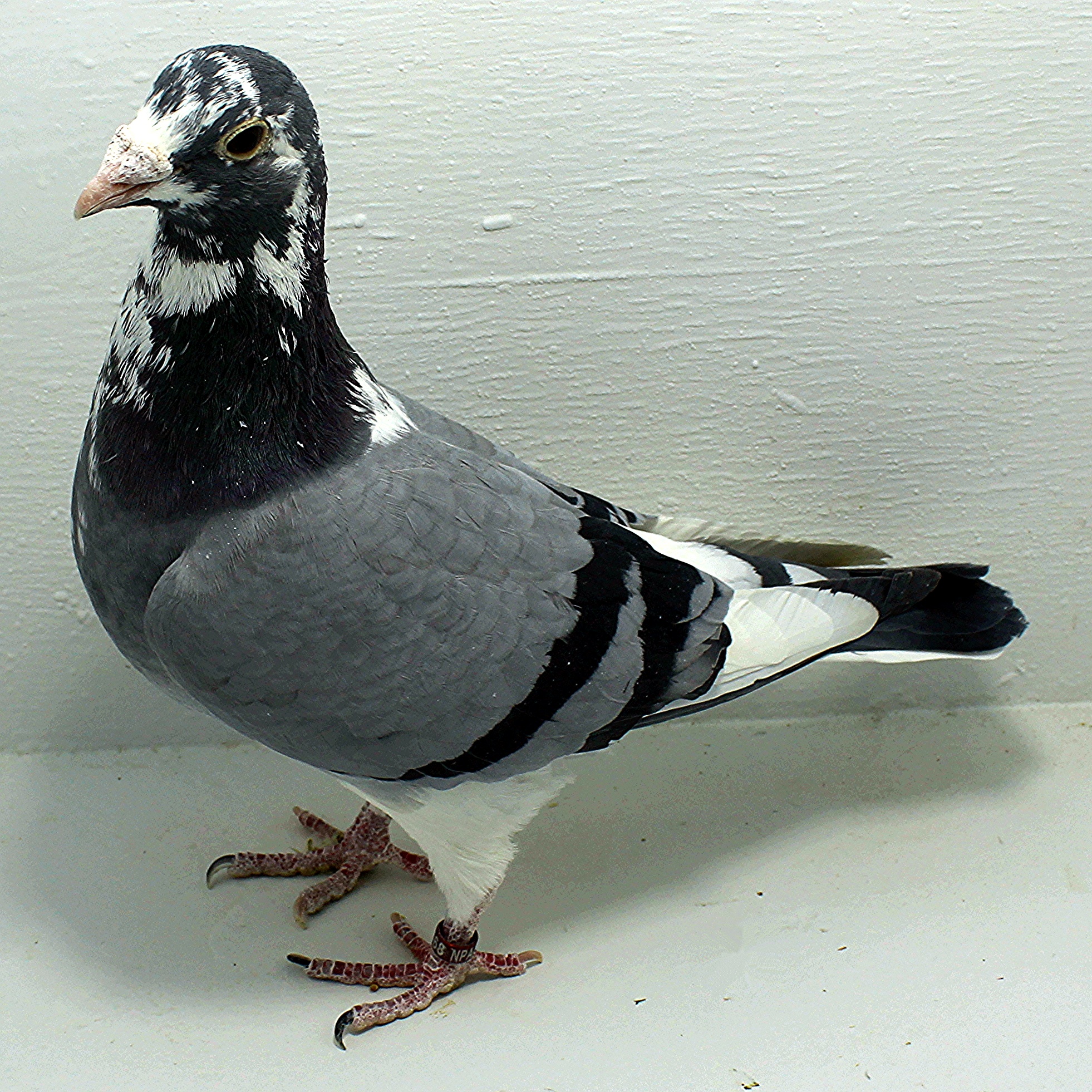 2568 NPA 2025 Pure Hansenne Cock