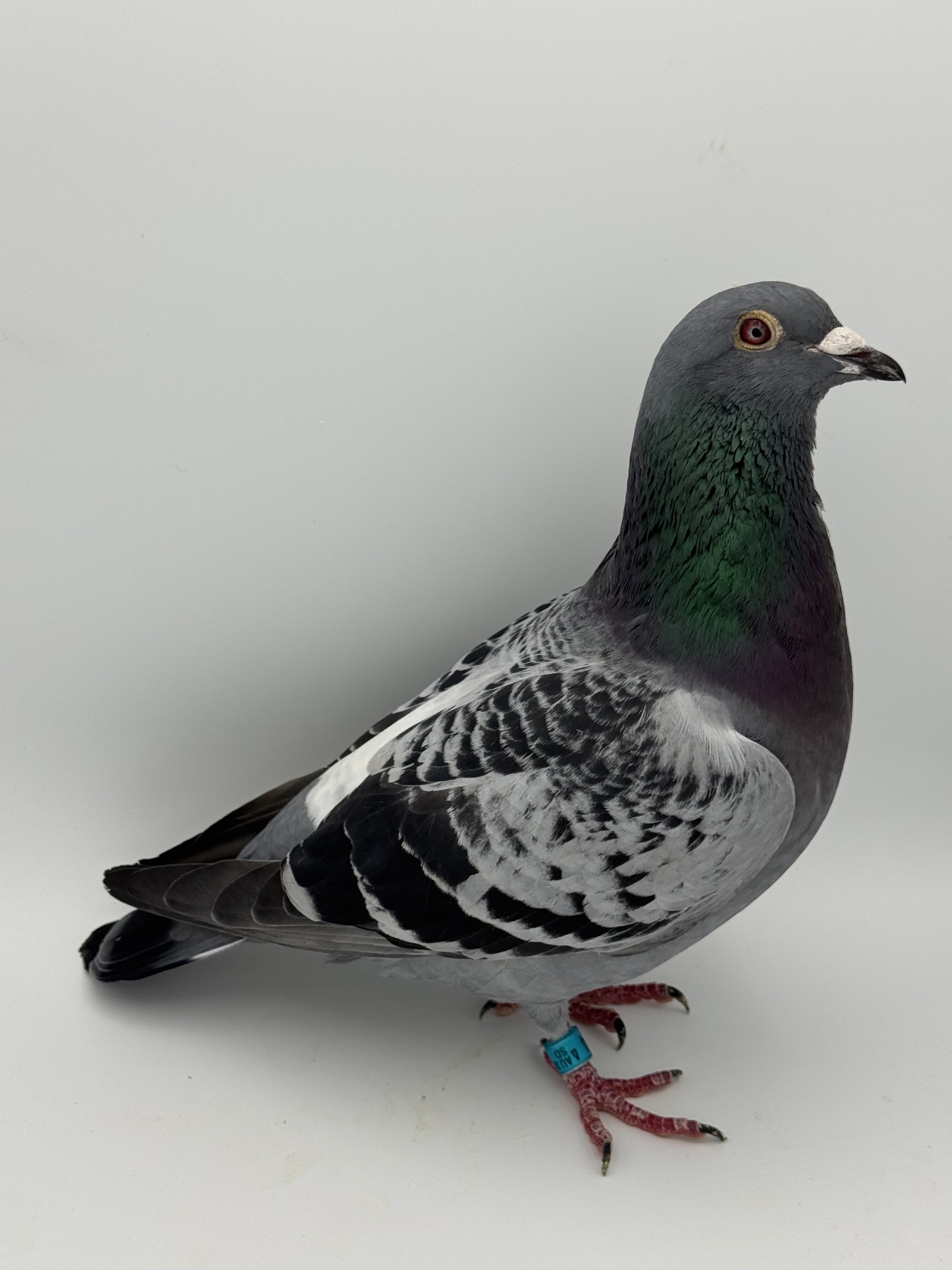25 SD 2474 BCCock