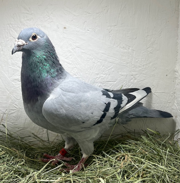 DV-22-02289 1945 Blue Pied WF Hen 