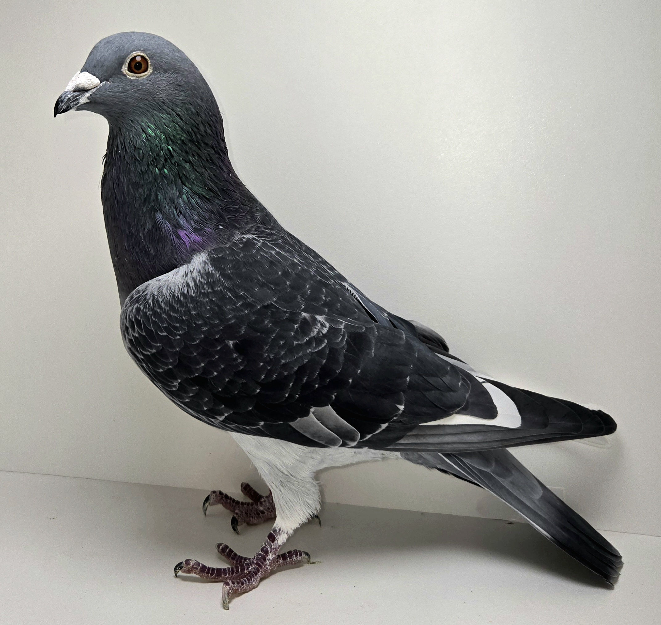 NL-22-8535034 DCWF Cock