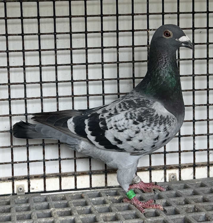 AU 24  Vitakings 1745  bc cock