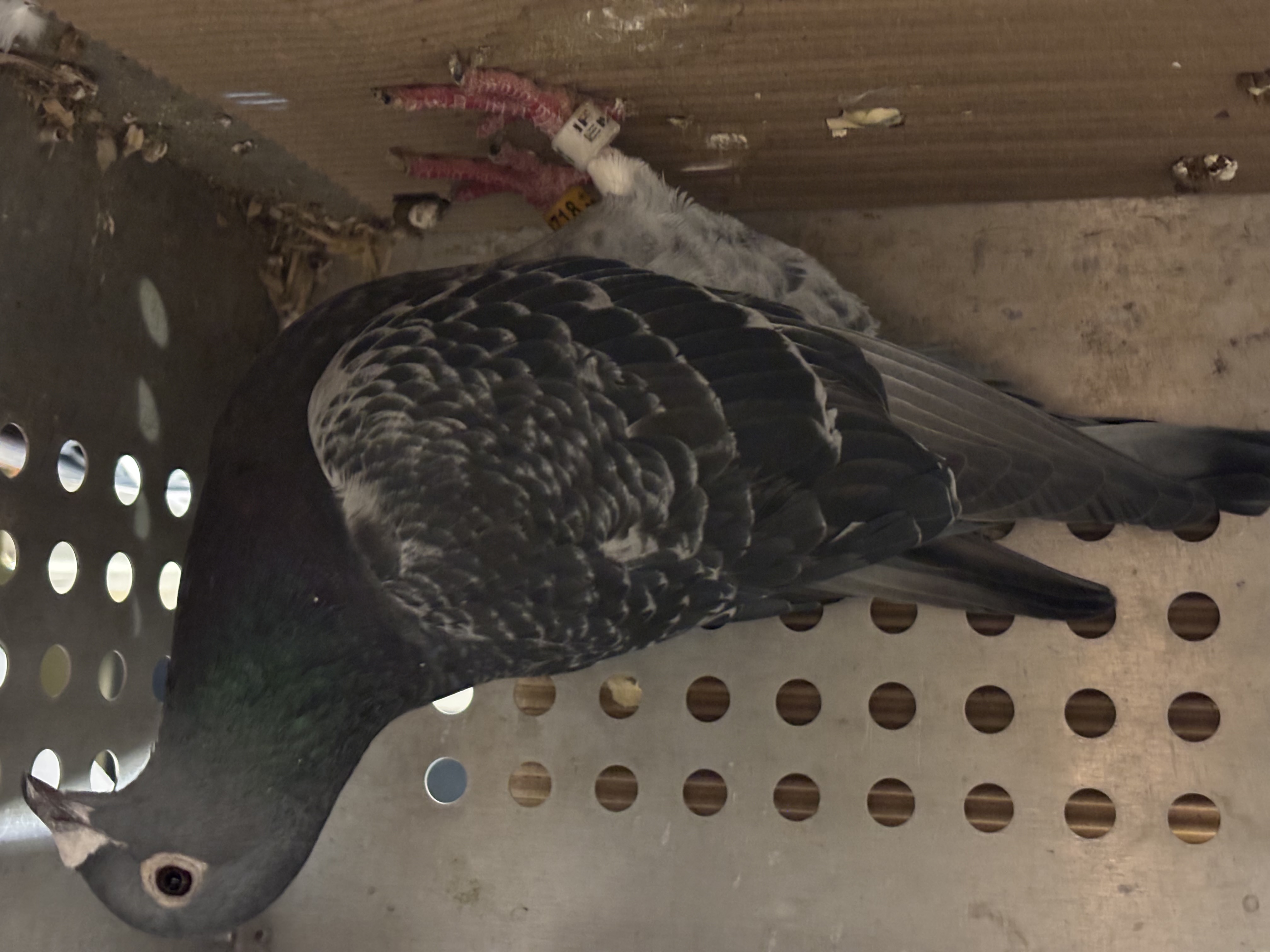 super Jan Aarden out of Machiel Buijk 