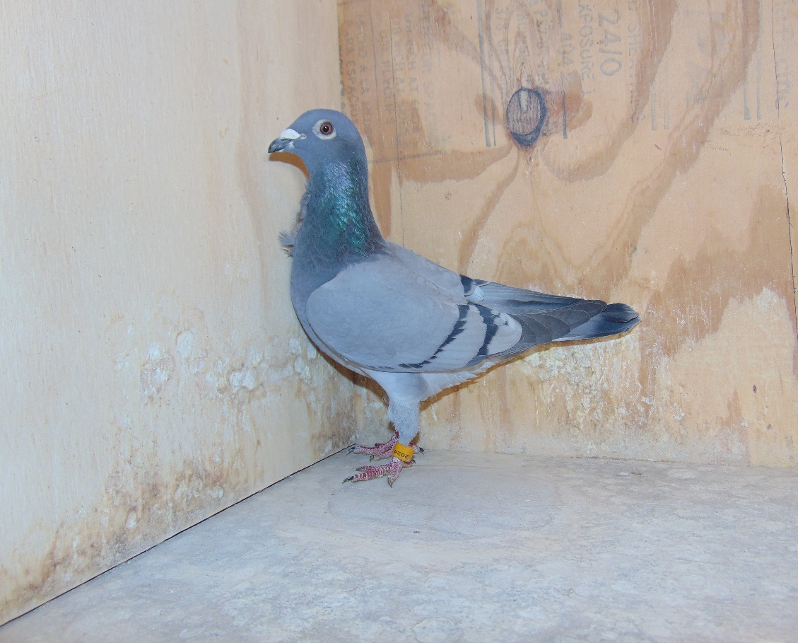 IF 24 ISL 546 Blue Hen.  Granddaughter of Raven and Two Seconds out