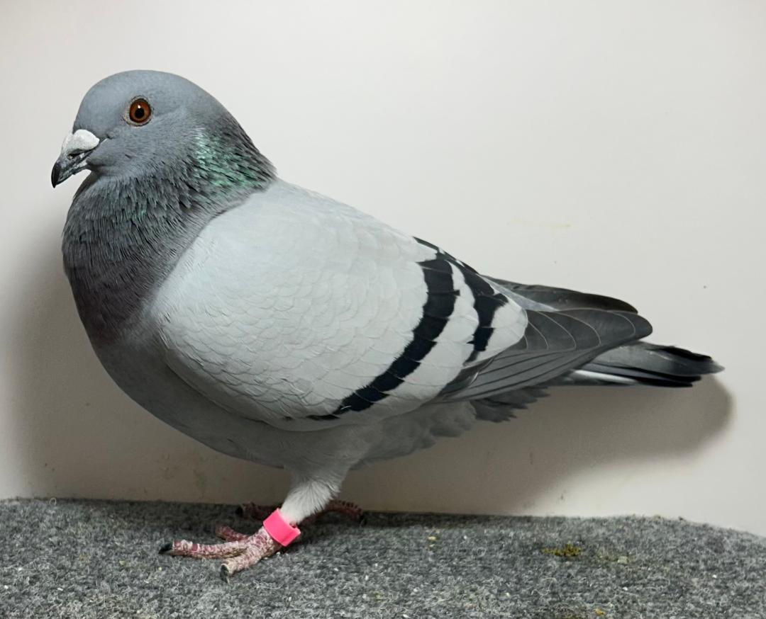 2691 WICK AU 2026 BB Cock