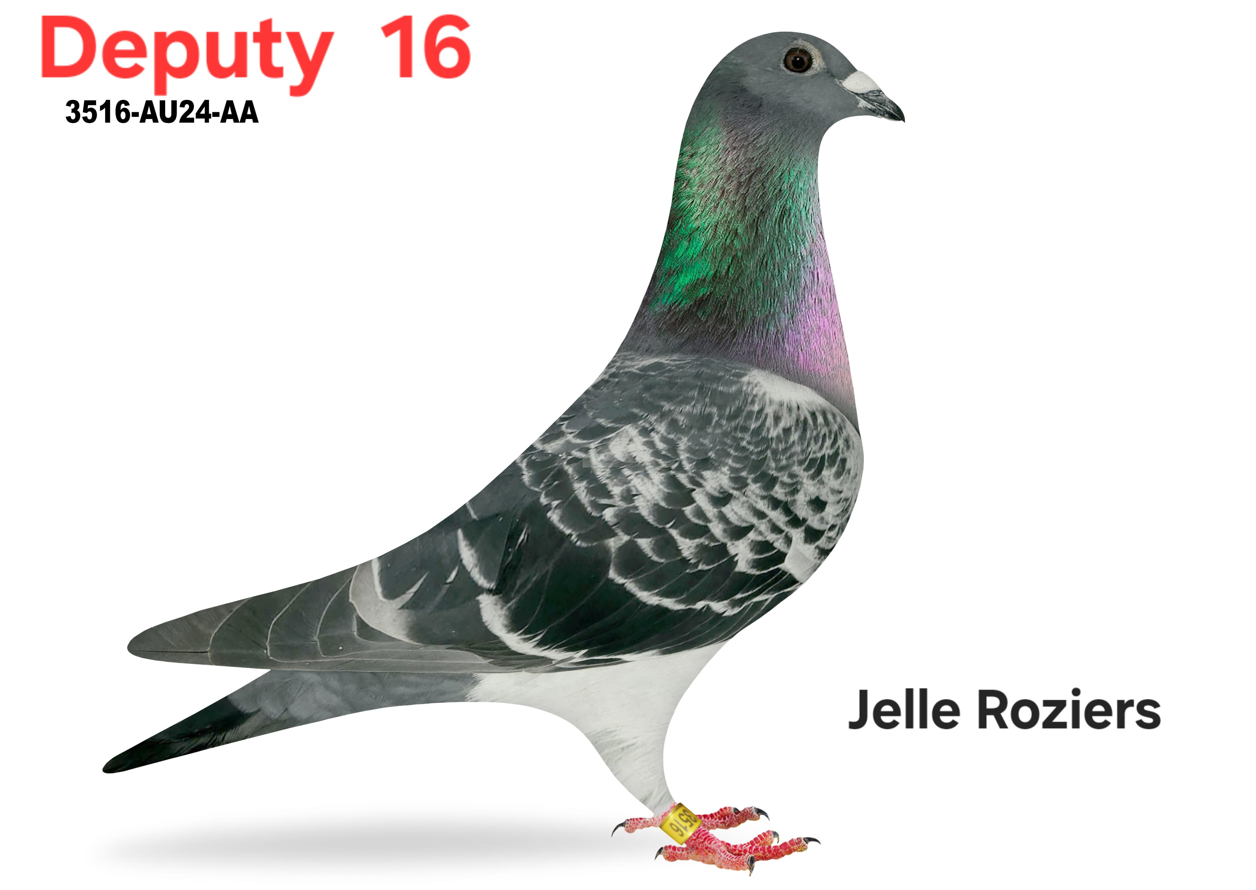 3516-AU24-AA BLUE CHECK COCK