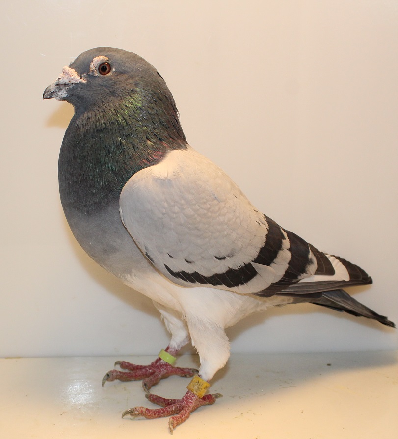 AU 19 RAC 1643 BBWF COCK