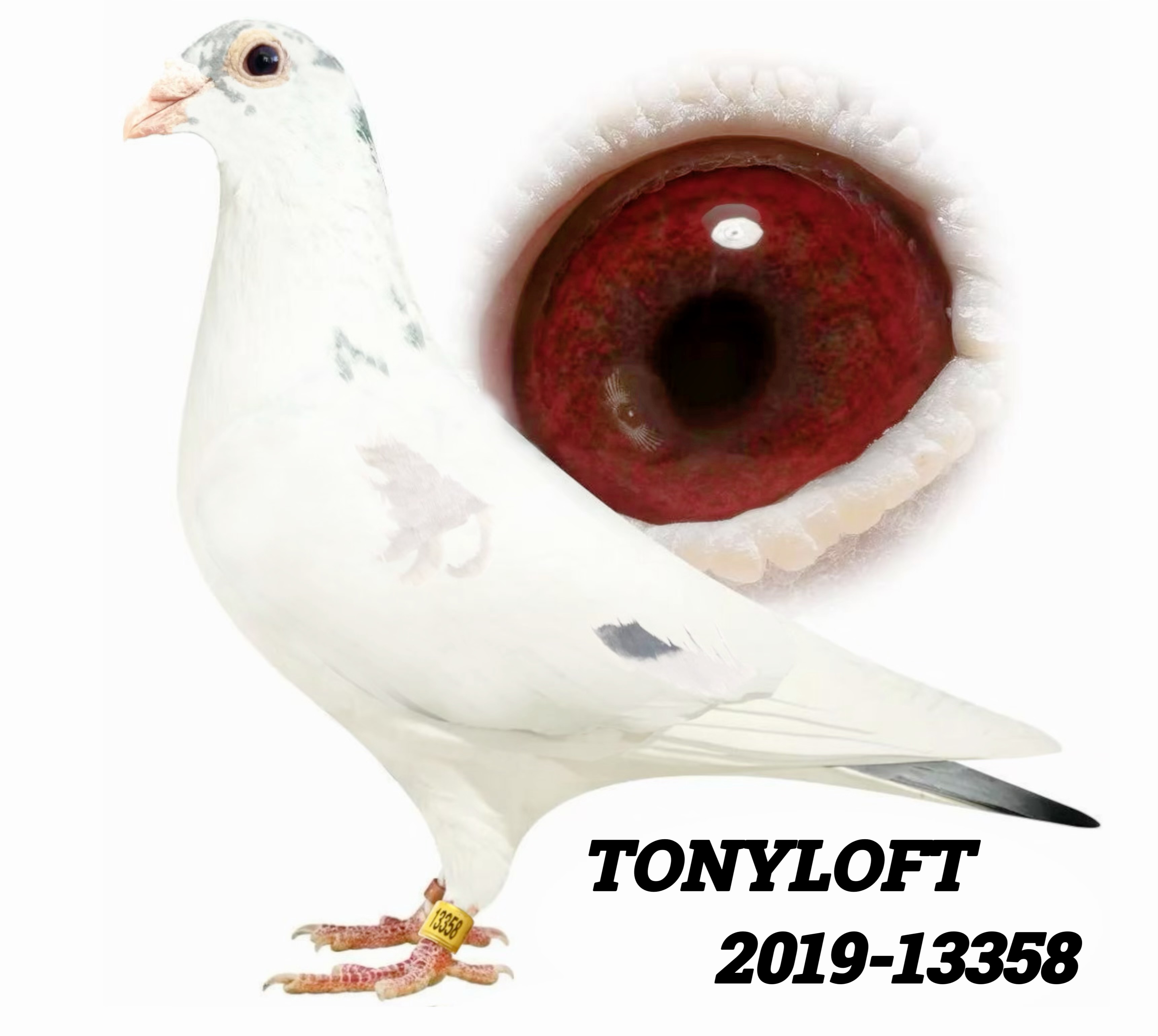 TONY LOFT
KID KANNIBAAL
