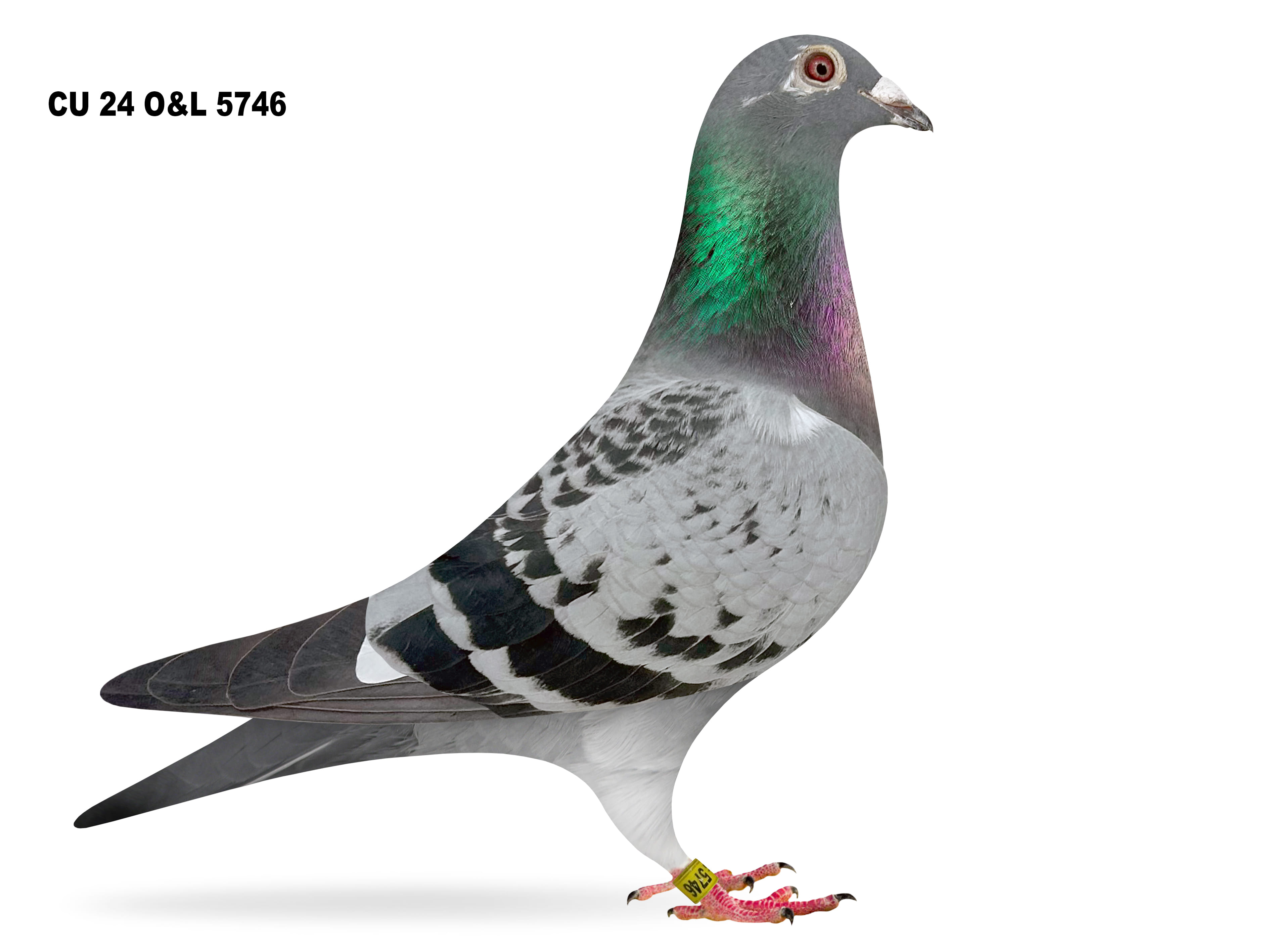 Lot 14 – CU 24 O&L 5746 BB Hen