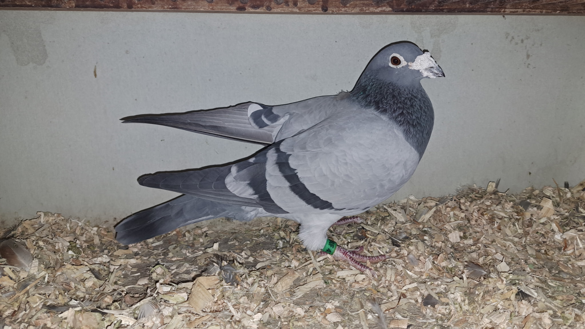 431 AU BUF 18 BB C