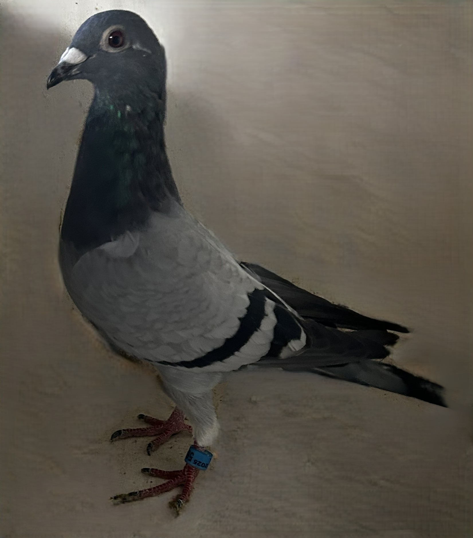 2025 Neil 56116 Ornat and Soraia BB Hen