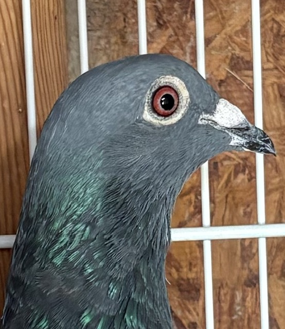 Long distance bird