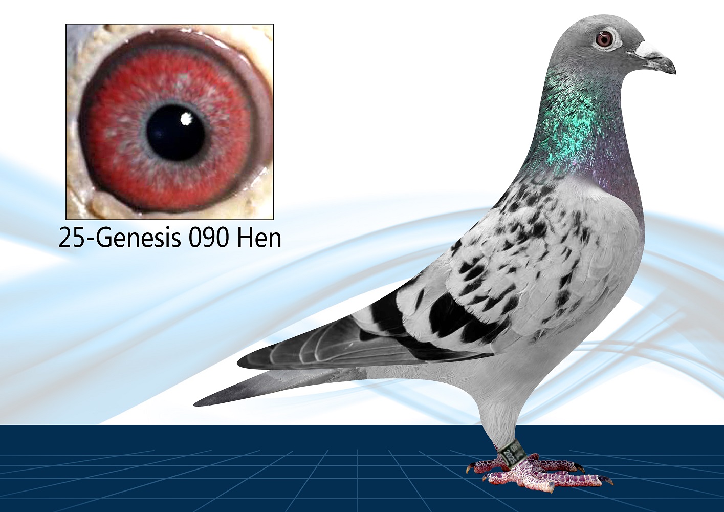 25-090(Hen) Inbred Ludo Claessens