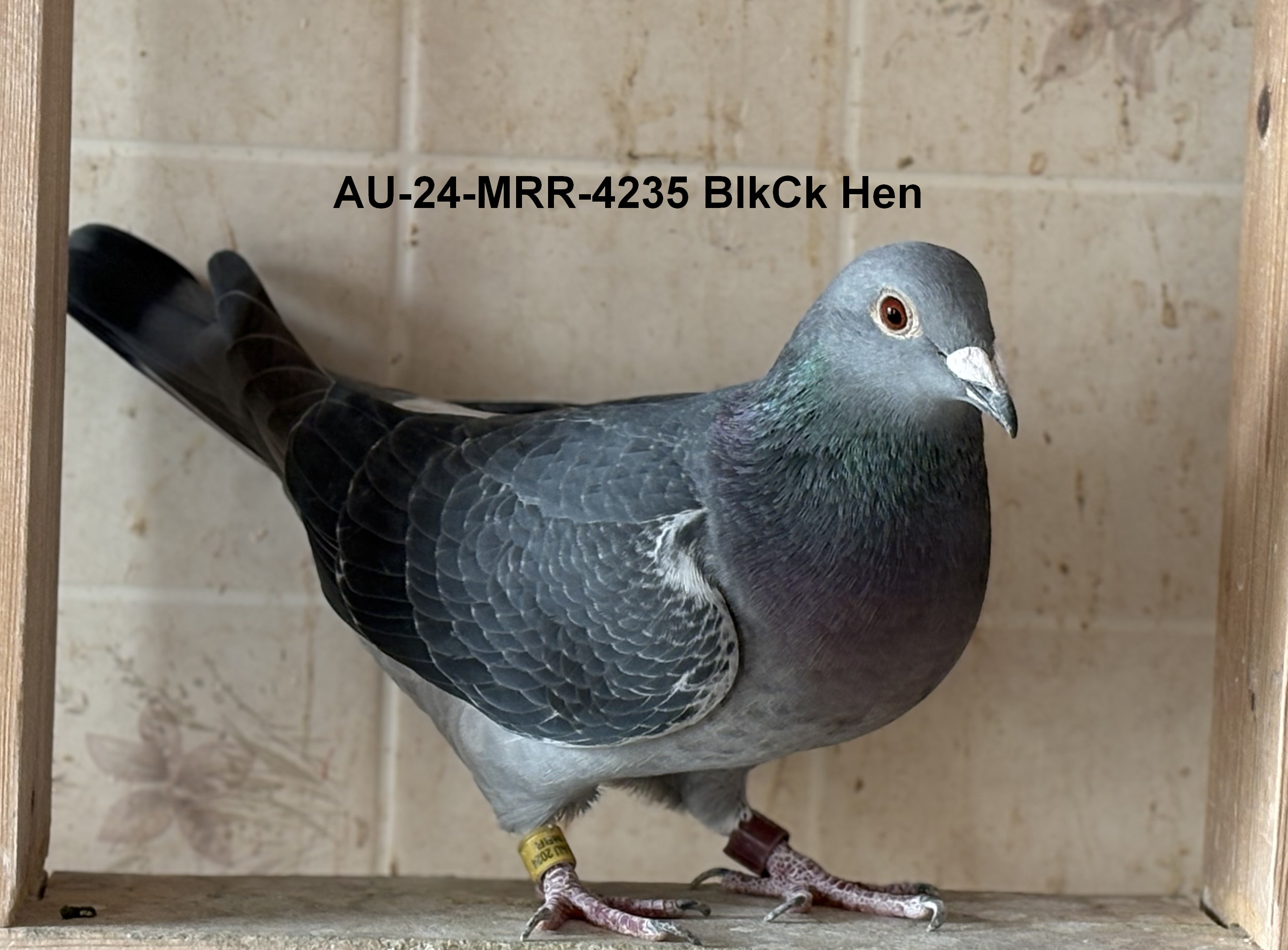 AU 24 MRR 4235 Black Hen