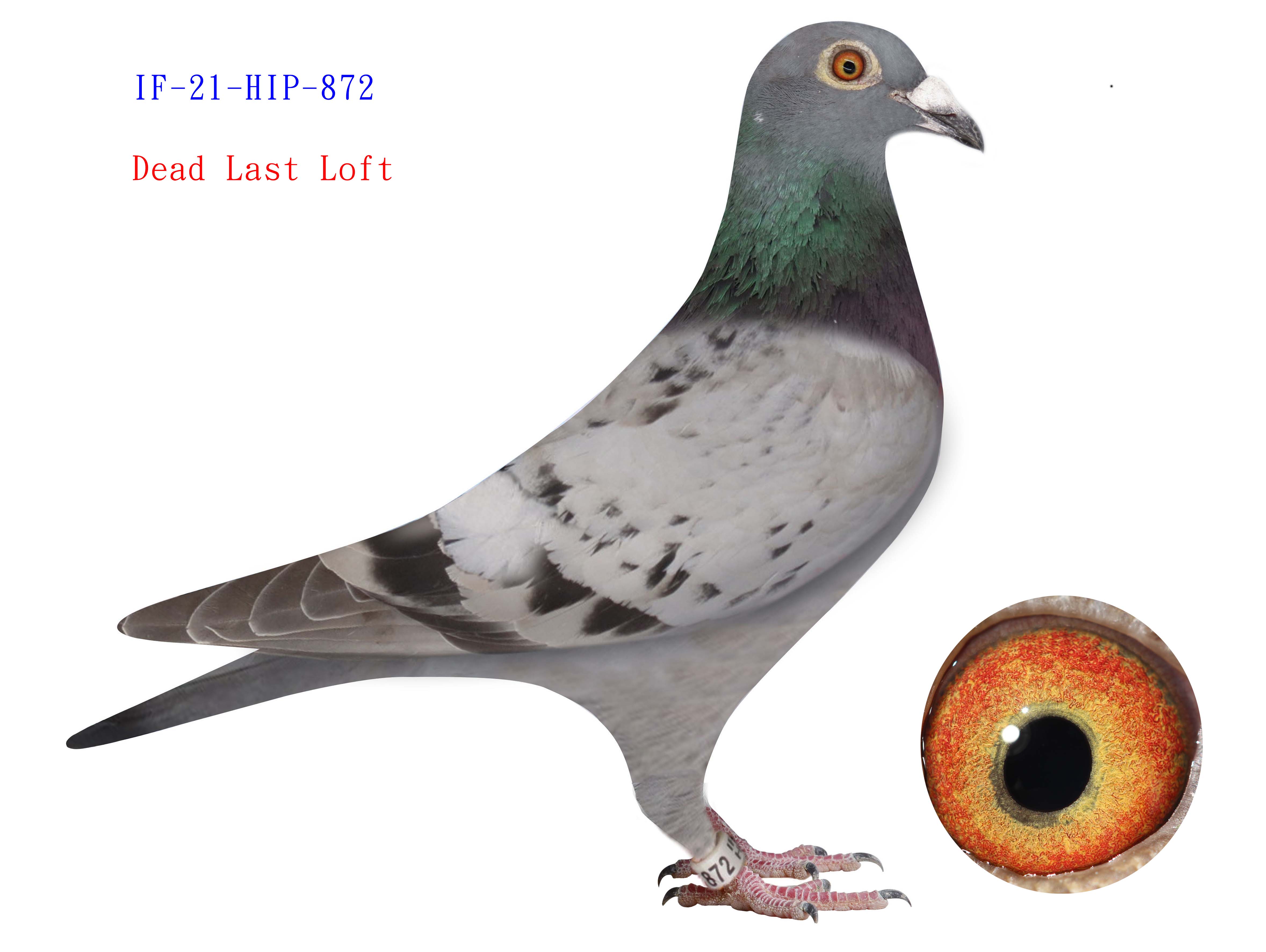 iPigeon.com - Racing Pigeon Auction