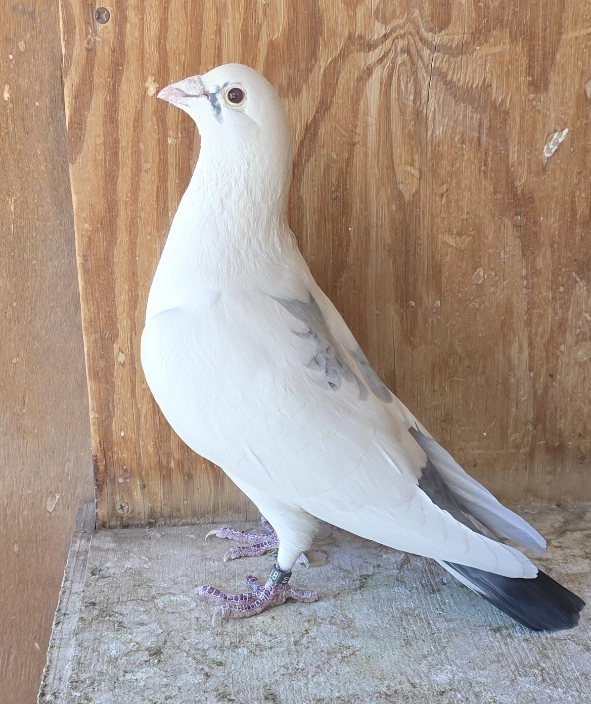 Direct Son of Big Seven