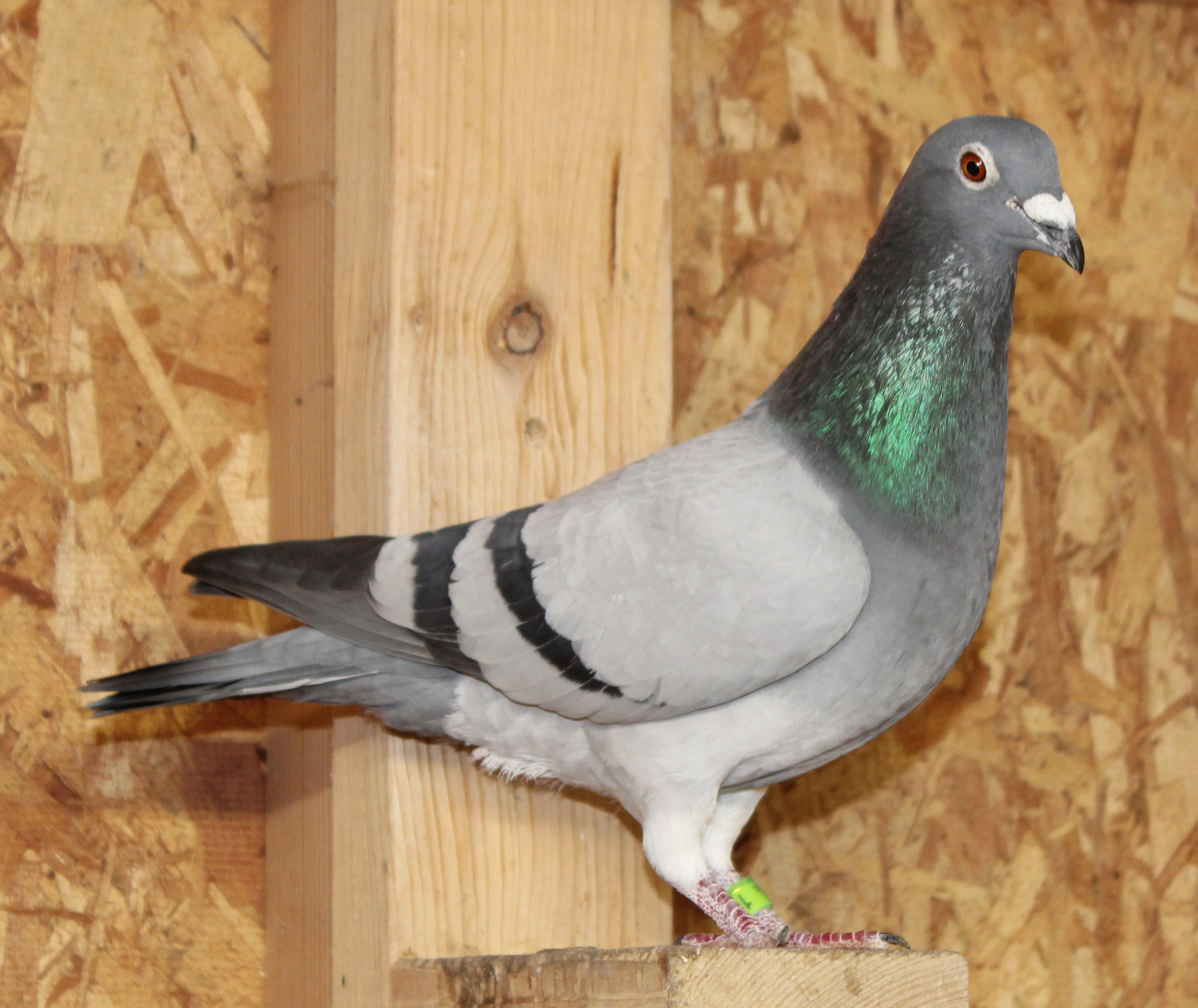 Inbred Gaby vandenaBeele