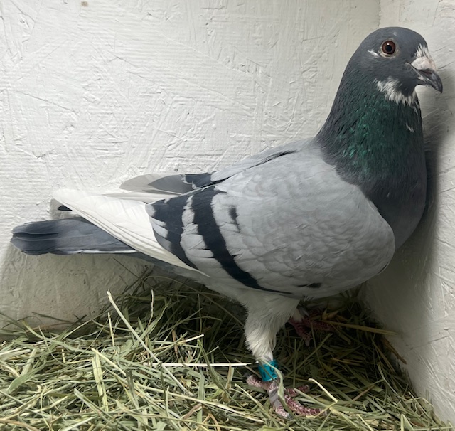 25-CDR-5955 Blue Slate PWF Hen 