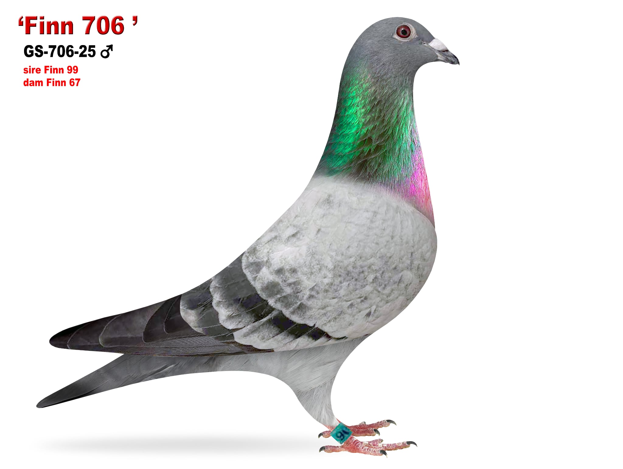 GS-706/25 Inbred Finn cock