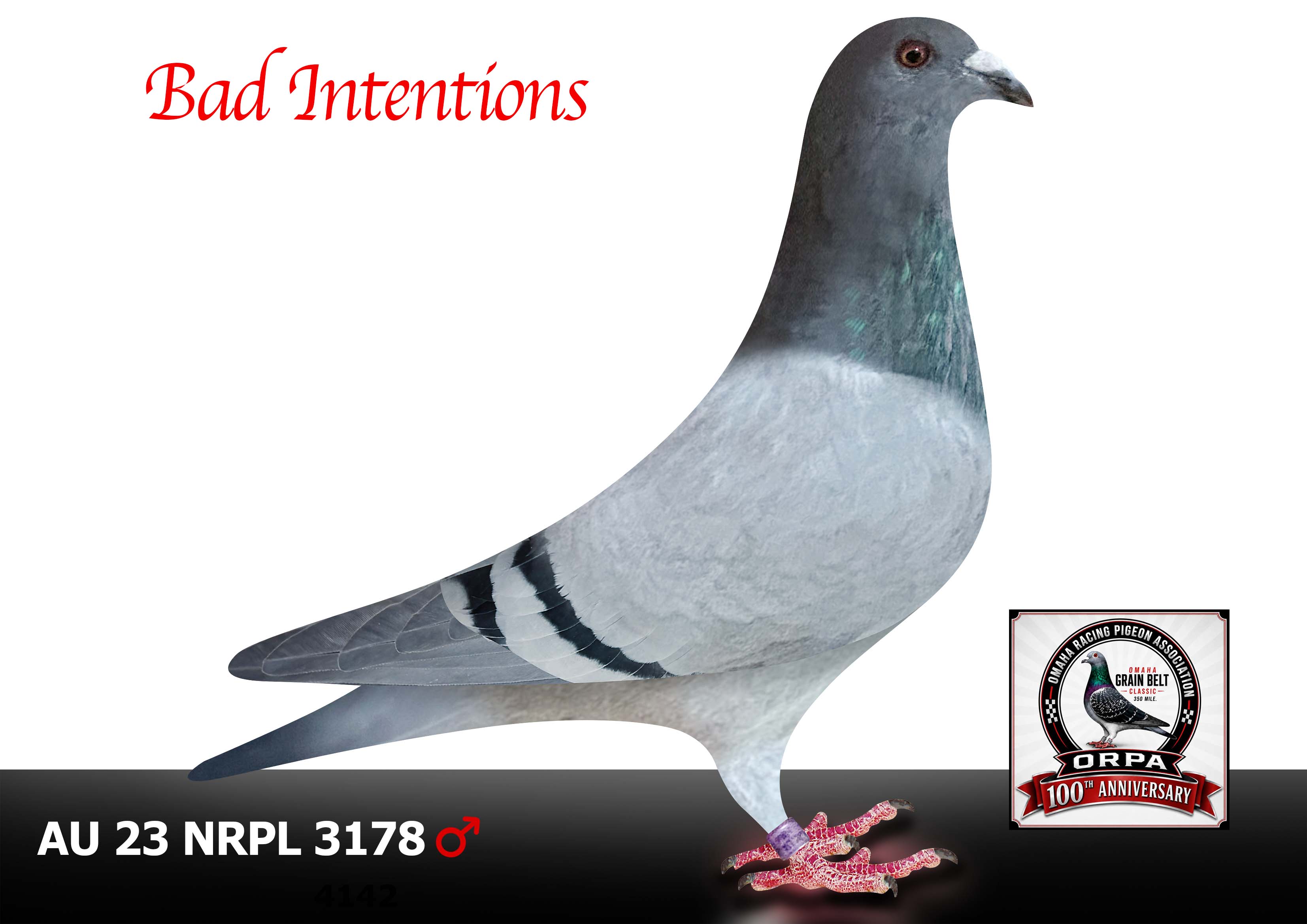 AU 23 NRPL 3178 Cock