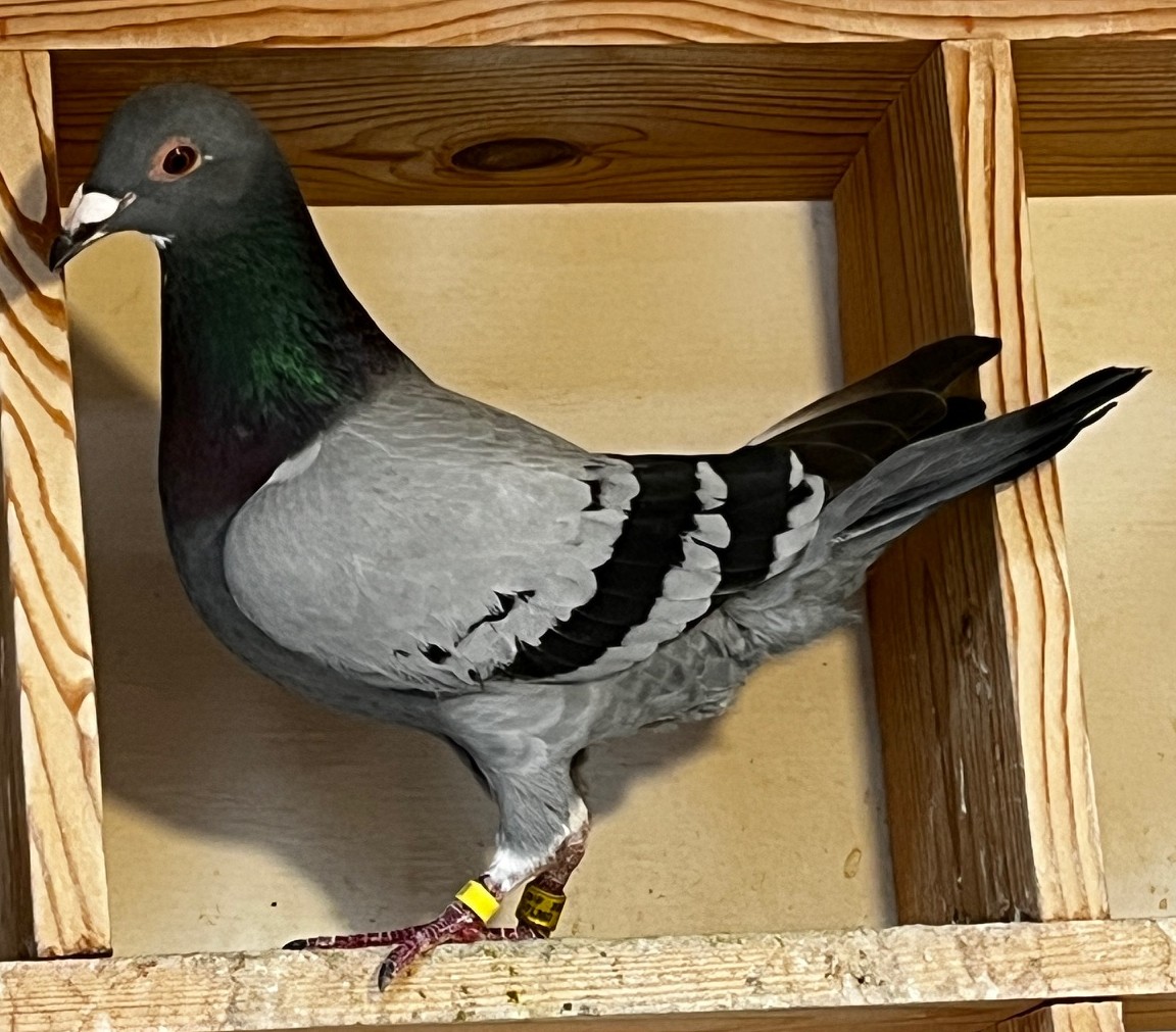 IF-23-TFLMD-686 - BLUE BAR HEN